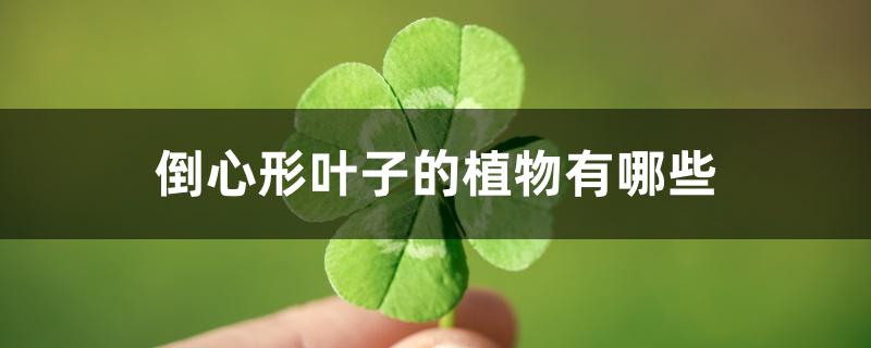 倒心形叶子的植物有哪些 倒心形叶子的植物有哪些
