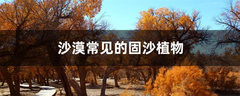 沙漠常见的固沙植物 沙漠常见的固沙植物