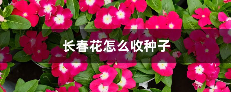 长春花怎么收种子 长春花怎么收种子