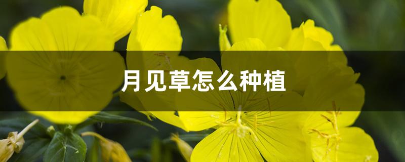 月见草怎么种植 月见草怎么种植