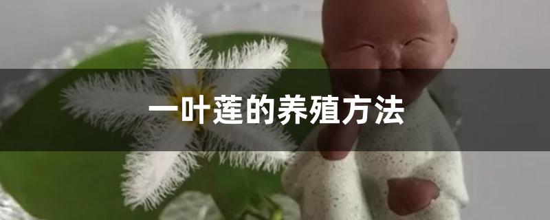 一叶莲的养殖方法 一叶莲的养殖方法