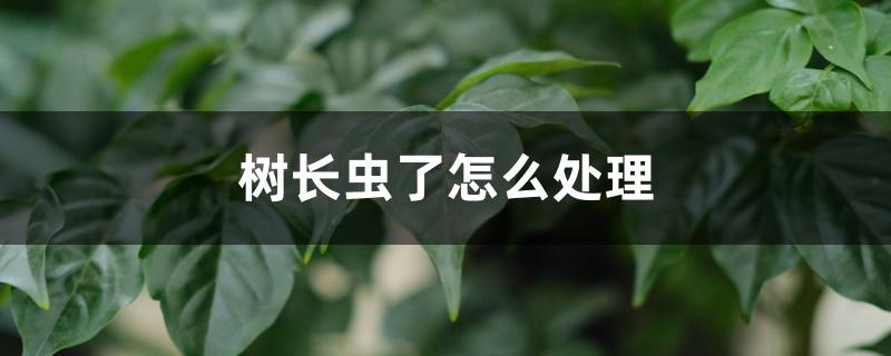 树长虫了怎么处理 树长虫了怎么处理