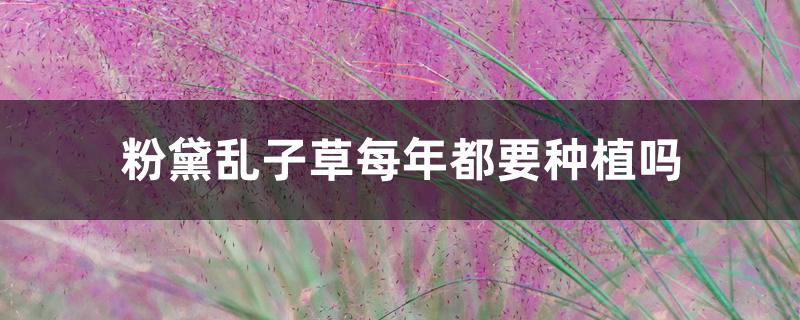 粉黛乱子草每年都要种植吗 粉黛乱子草每年都要种植吗