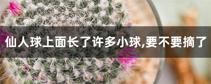 仙人球上面长了许多小球,要不要摘了 仙人球上面长了许多小球,要不要摘了