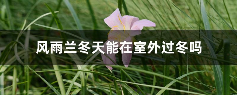 风雨兰冬天能在室外过冬吗 风雨兰冬天能在室外过冬吗