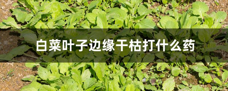 白菜叶子边缘干枯打什么药 白菜叶子边缘干枯打什么药