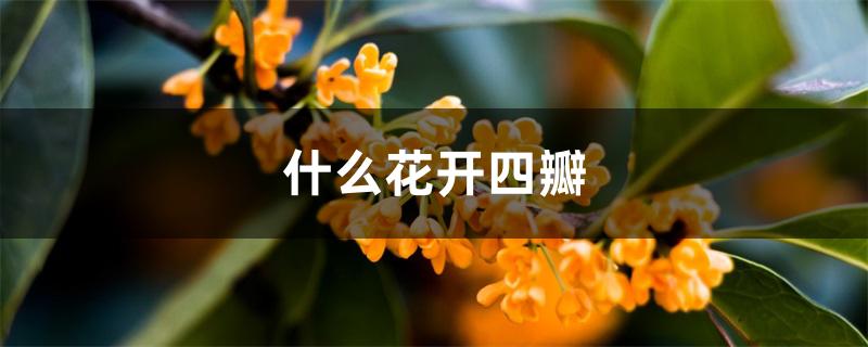 什么花开四瓣 什么花开四瓣
