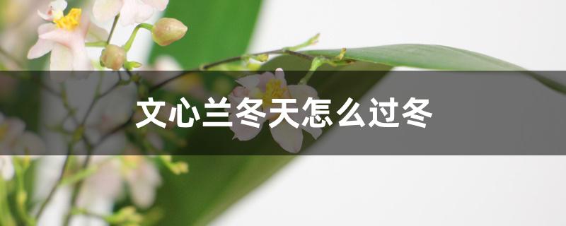 文心兰冬天怎么过冬 文心兰冬天怎么过冬