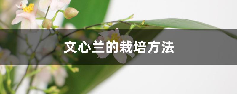 文心兰的栽培方法 文心兰的栽培方法