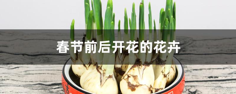 春节前后开花的花卉