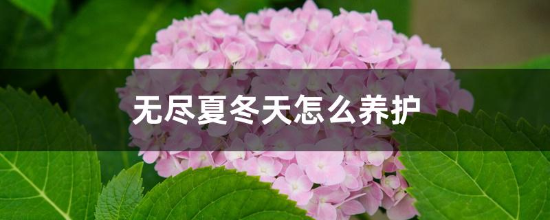 无尽夏冬天怎么养护 无尽夏冬天怎么养护