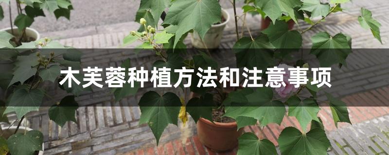 木芙蓉种植方法和注意事项 木芙蓉种植方法和注意事项