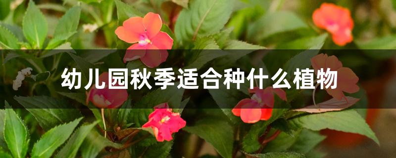 幼儿园秋季适合种什么植物