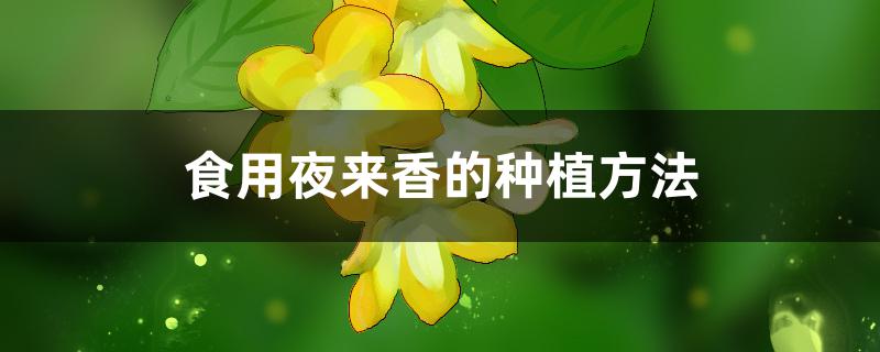食用夜来香的种植方法 食用夜来香的种植方法