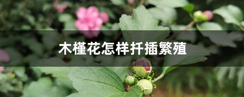 木槿花怎样扦插繁殖 木槿花怎样扦插繁殖