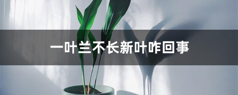 一叶兰不长新叶咋回事 一叶兰不长新叶咋回事