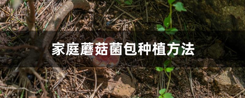 家庭蘑菇菌包种植方法 家庭蘑菇菌包种植方法