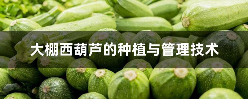 大棚西葫芦的种植与管理技术 大棚西葫芦的种植与管理技术