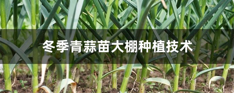 冬季青蒜苗大棚种植技术 冬季青蒜苗大棚种植技术