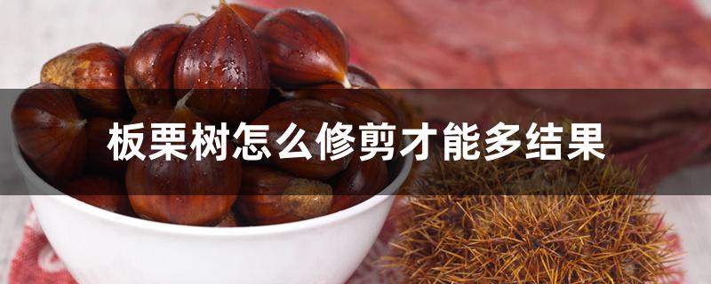 板栗树怎么修剪才能多结果