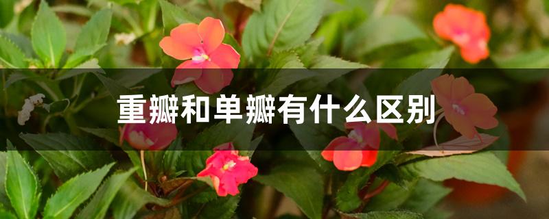 重瓣和单瓣有什么区别 重瓣和单瓣有什么区别