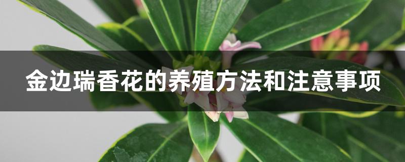 金边瑞香花的养殖方法和注意事项 金边瑞香花的养殖方法和注意事项