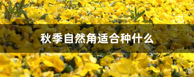 秋季自然角适合种什么 秋季自然角适合种什么
