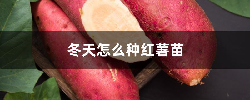 冬天怎么种红薯苗 冬天怎么种红薯苗