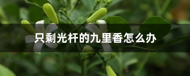只剩光杆的九里香怎么办 只剩光杆的九里香怎么办