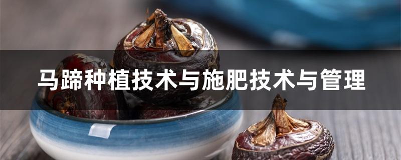 马蹄种植技术与施肥技术与管理 马蹄种植技术与施肥技术与管理