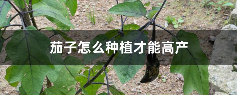 茄子怎么种植才能高产 茄子怎么种植才能高产
