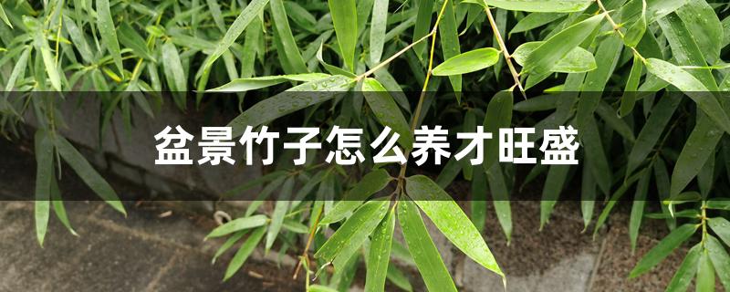 盆景竹子怎么养才旺盛 盆景竹子怎么养才旺盛