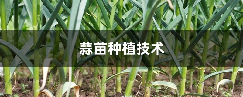 蒜苗种植技术 蒜苗种植技术