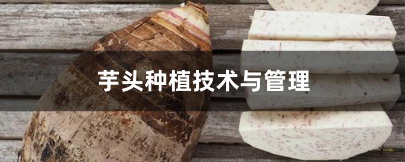 芋头种植技术与管理 芋头种植技术与管理