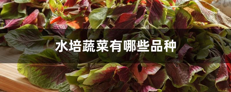 水培蔬菜有哪些品种 水培蔬菜有哪些品种