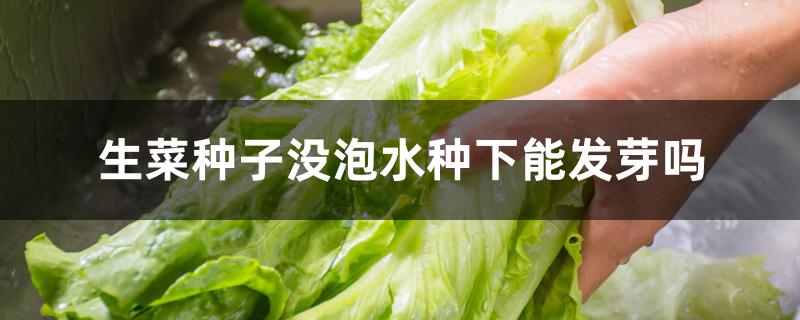 生菜种子没泡水种下能发芽吗