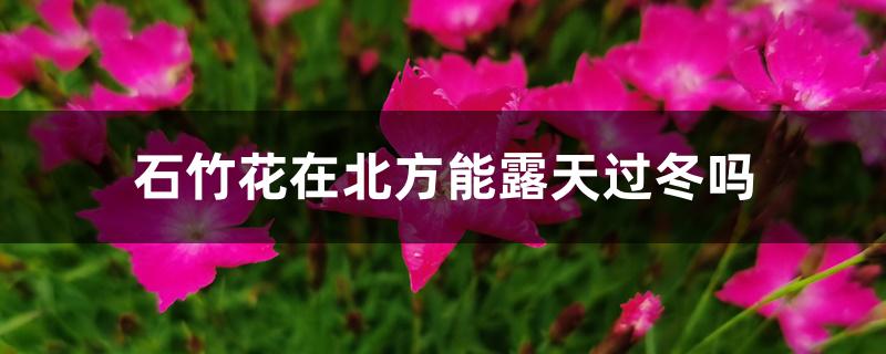 石竹花在北方能露天过冬吗 石竹花在北方能露天过冬吗