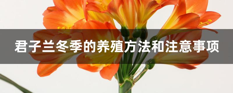 君子兰冬季的养殖方法和注意事项 君子兰冬季的养殖方法和注意事项