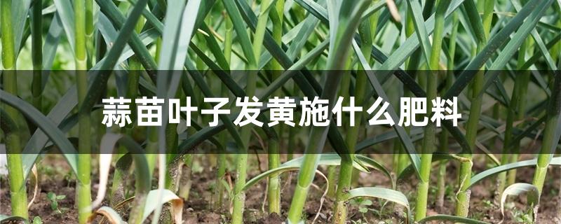 蒜苗叶子发黄施什么肥料 蒜苗叶子发黄施什么肥料