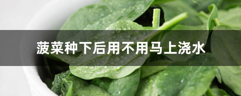 菠菜种下后用不用马上浇水 菠菜种下后用不用马上浇水