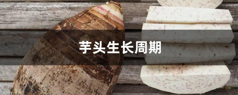 芋头生长周期 芋头生长周期