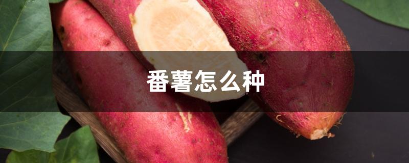 番薯怎么种 番薯怎么种