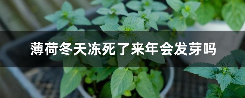 薄荷冬天冻死了来年会发芽吗 薄荷冬天冻死了来年会发芽吗