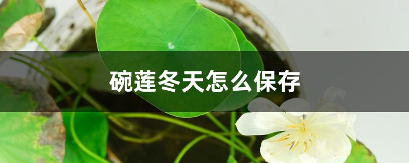 碗莲冬天怎么保存 碗莲冬天怎么保存