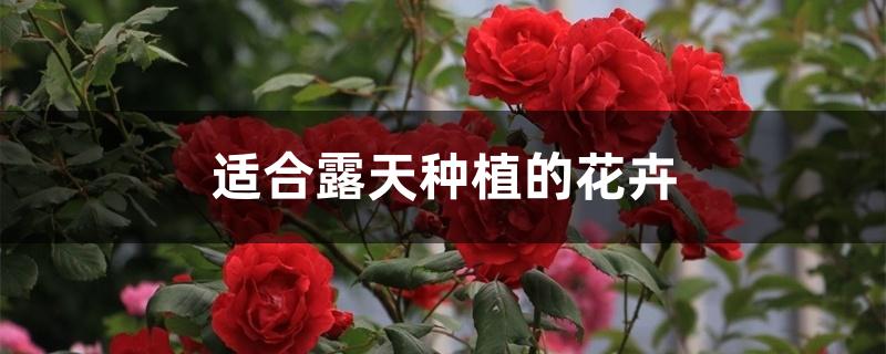 适合露天种植的花卉 适合露天种植的花卉