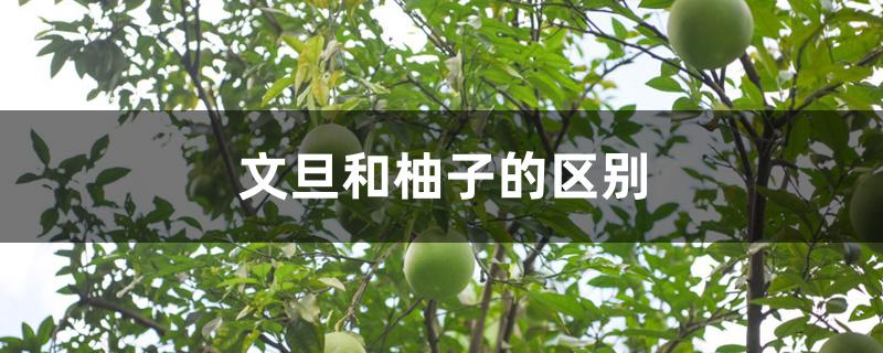 文旦和柚子的区别 文旦和柚子的区别