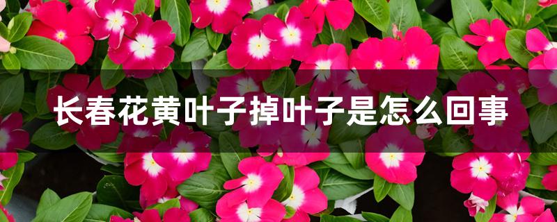 长春花黄叶子掉叶子是怎么回事 长春花黄叶子掉叶子是怎么回事