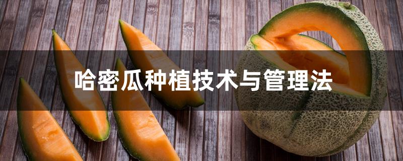 哈密瓜种植技术与管理法 哈密瓜种植技术与管理法