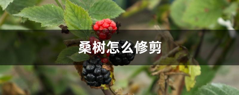 桑树怎么修剪 桑树怎么修剪