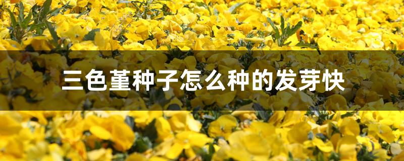 三色堇种子怎么种的发芽快 三色堇种子怎么种的发芽快